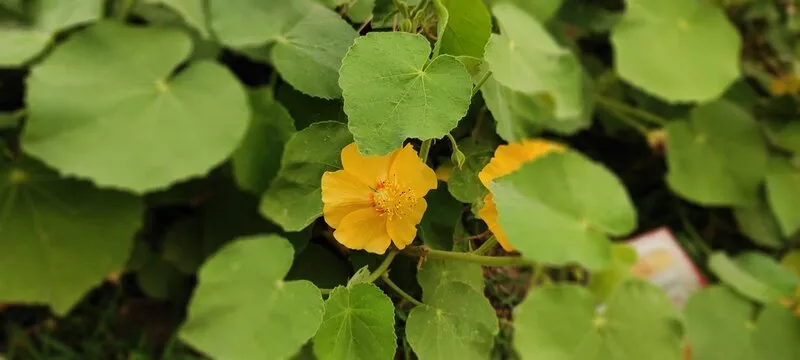 实时数据流